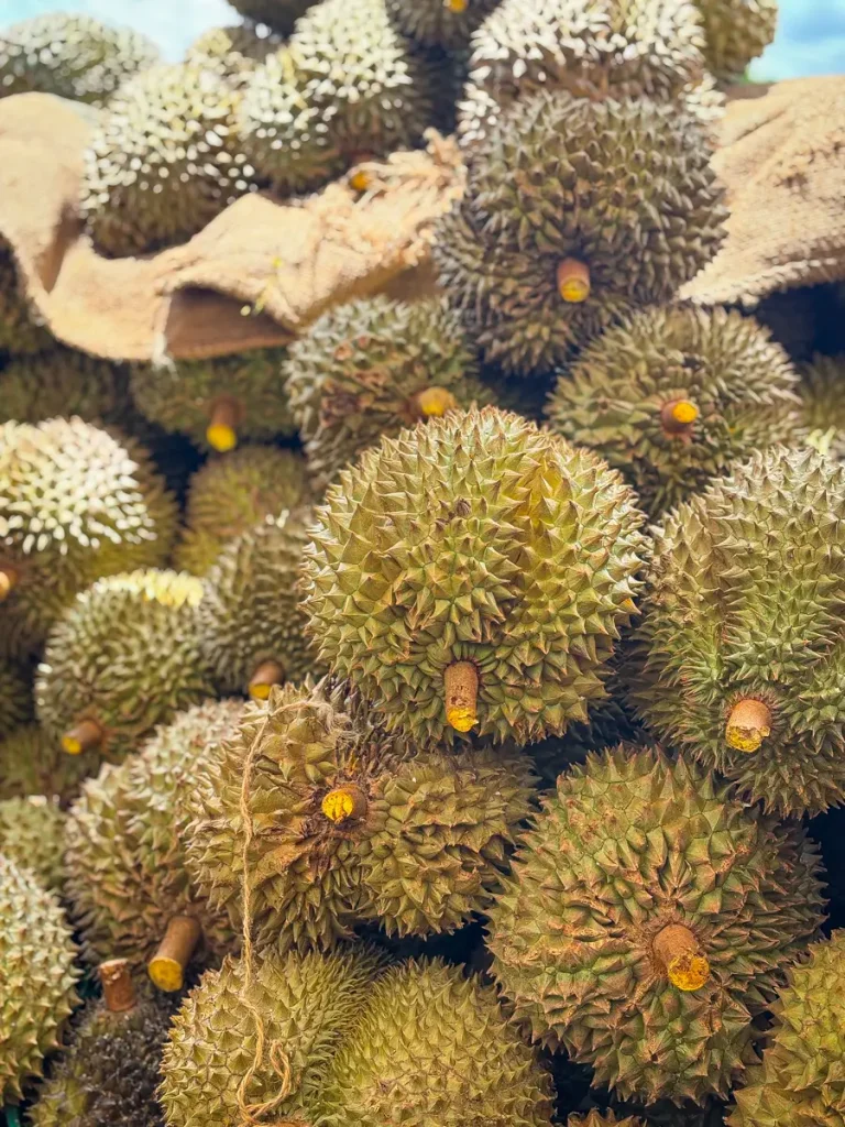 Fresh whole durians stacked at a market stall, showing sharp green spikes and short brown stems.