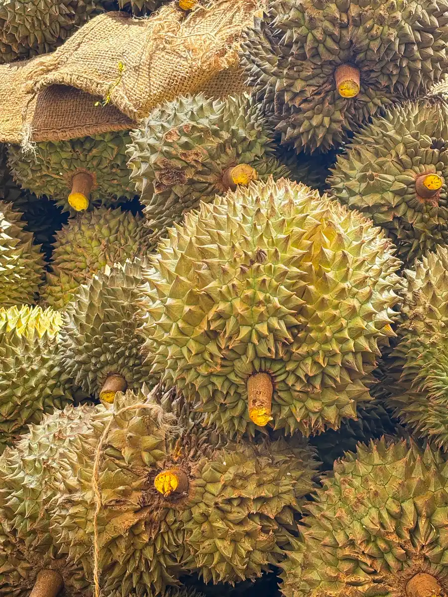 Close-up of ripe durians with thick spiky shells and yellow sap on the stem ends, piled under a burlap cloth at a market.